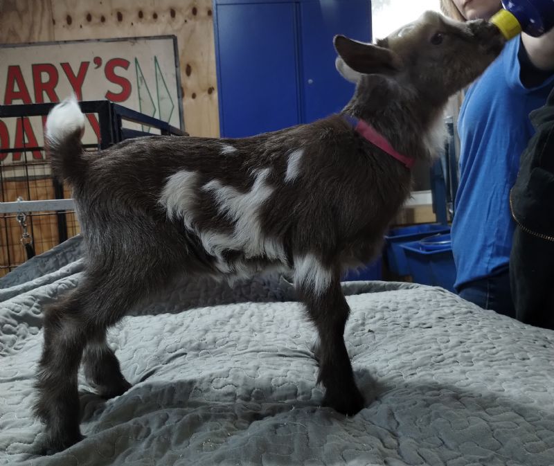 Dreamer's Farm L Dragonfly - Nigerian Dwarf Goat Doe