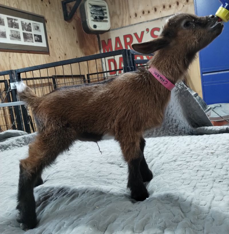 Dreamer's Farm L Lucky Charm - Nigerian Dwarf Goat Doe