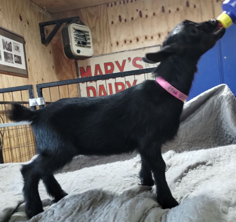 Free Spirit doeling - Nigerian Dwarf Goat Doe