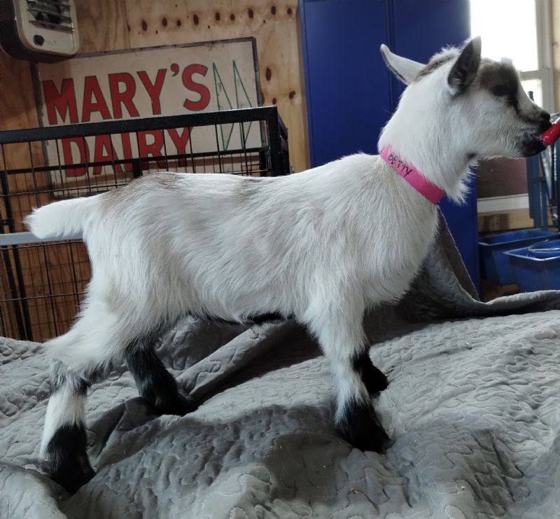 Betty doe kid #1 - Nigerian Dwarf Goat Doe