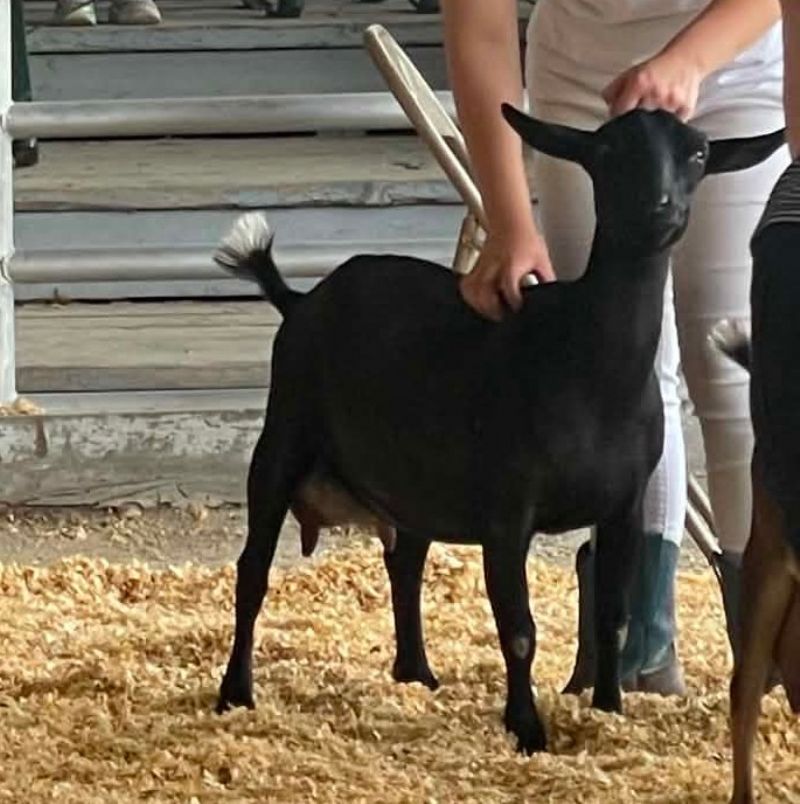 Dreamers' Farm TMU Nightengale - Nigerian Dwarf Goat Doe