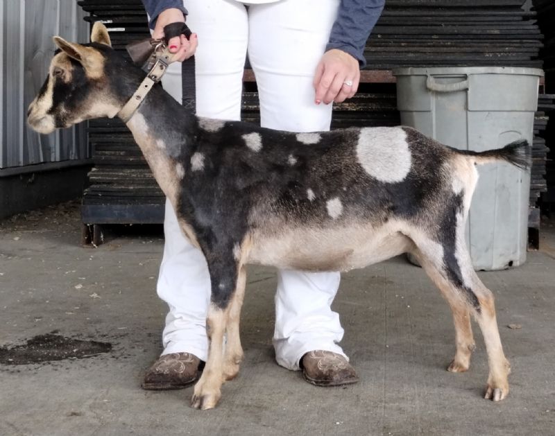 Dill's JS Best Dressed - Nigerian Dwarf Goat Doe