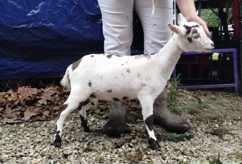 Dreamer's Farm 24K Zuzu - Nigerian Dwarf Goat Doe