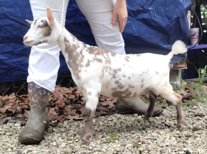 Hazel doe kid - Nigerian Dwarf Goat Doe