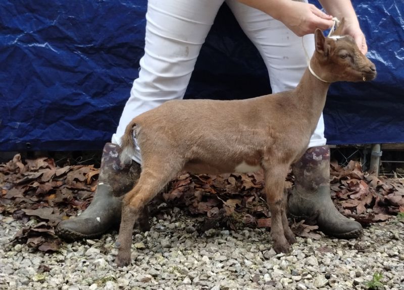 Dreamer's Farm L Lucky Charm - Nigerian Dwarf Goat Doe