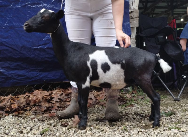 Ilenesrascals APT PopRock Girl - Nigerian Dwarf Goat Doe