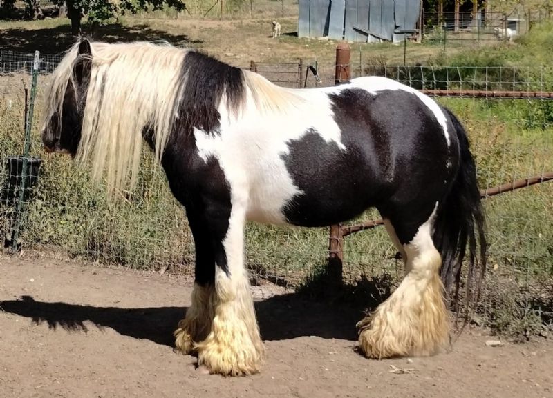 Cameo, her dam