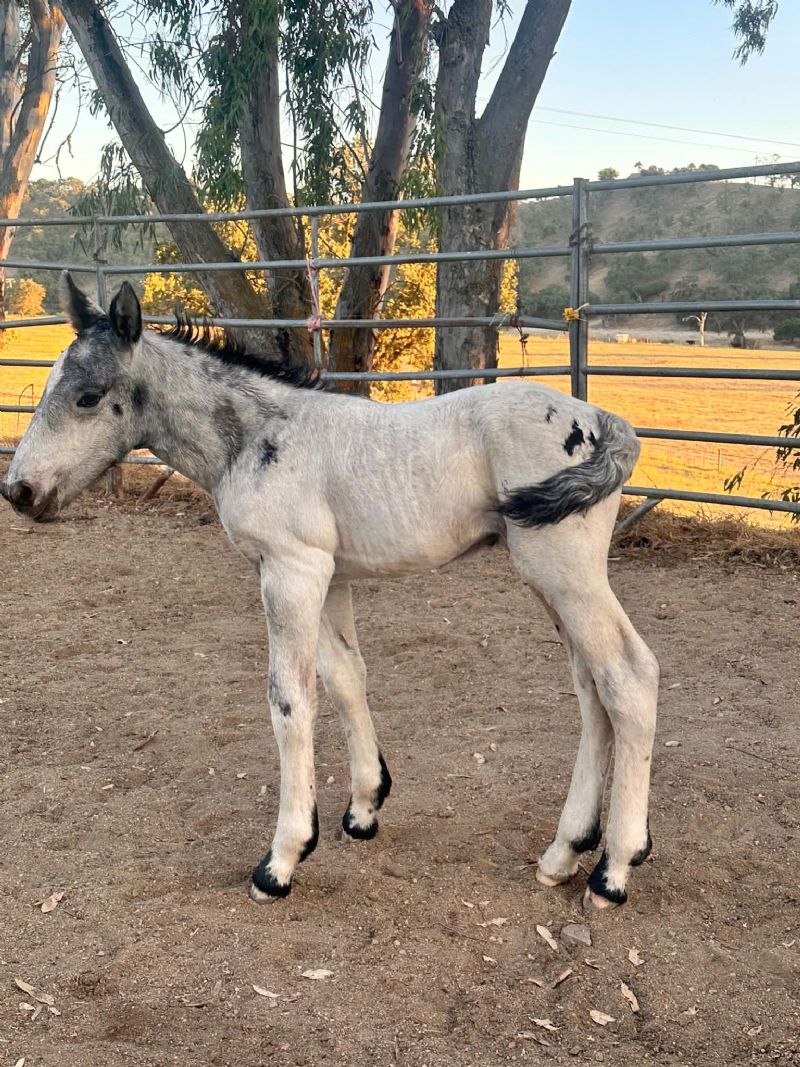newborn