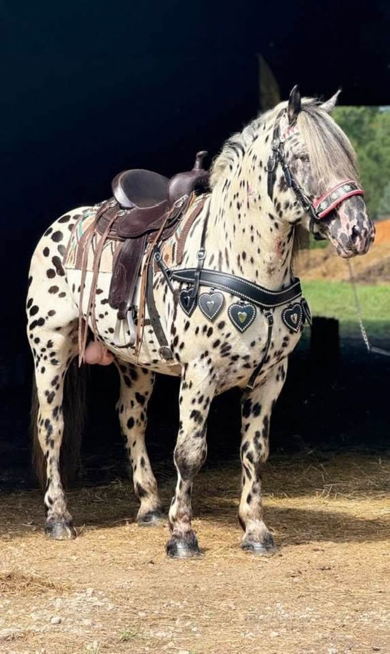 Grace's sire