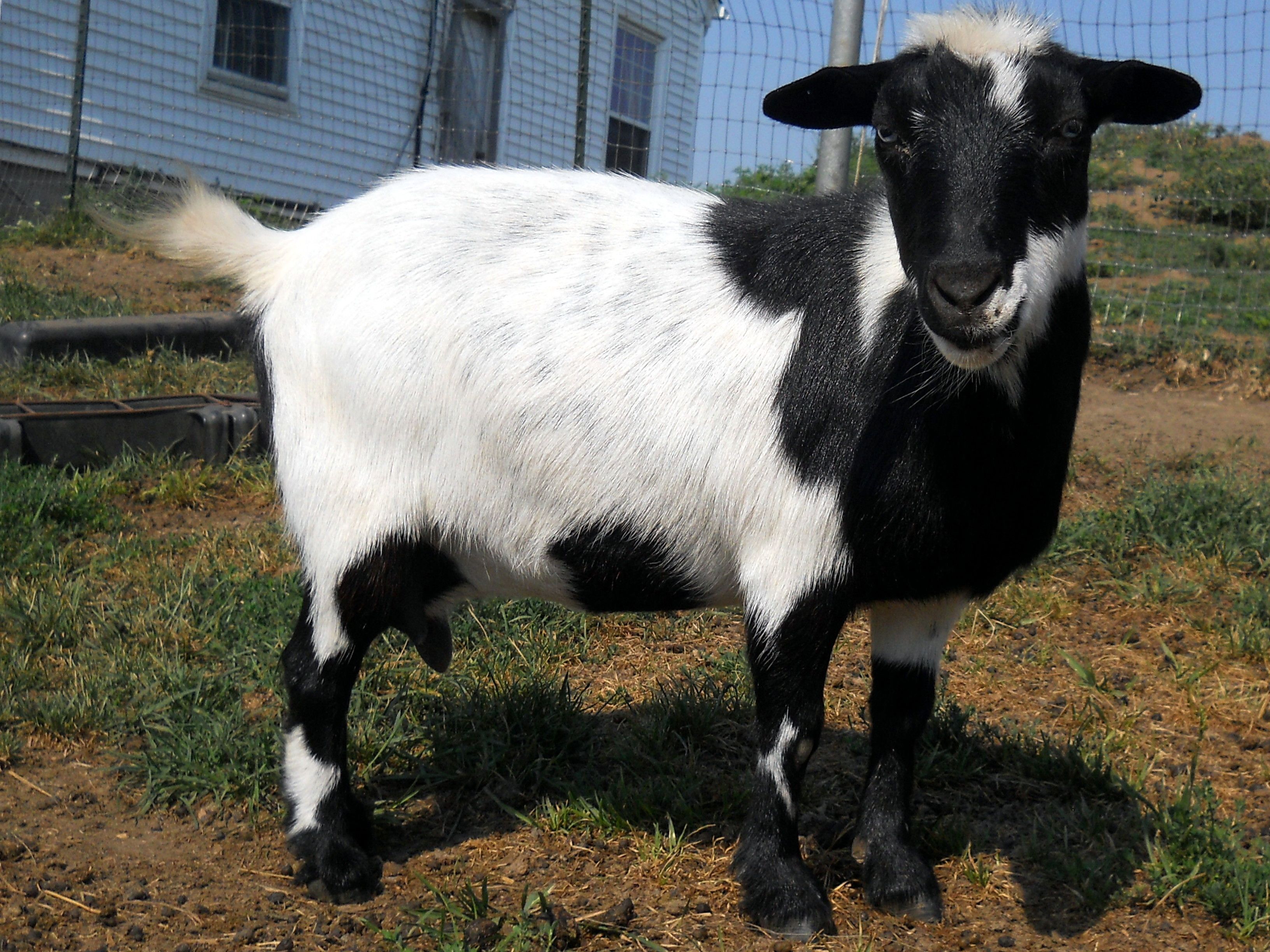 Goats for sale in missouri