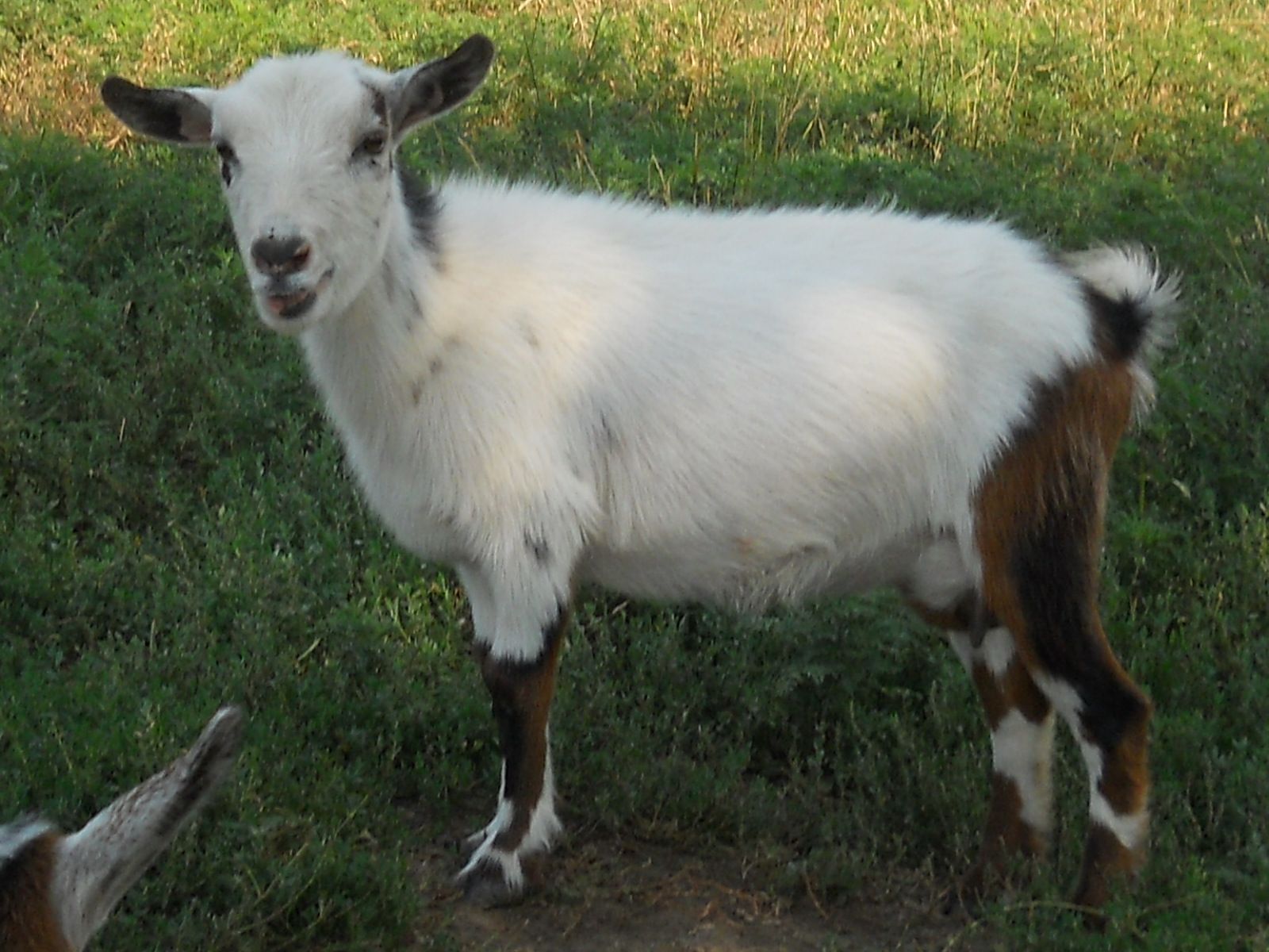 Midget with goat right! Midget with goat can