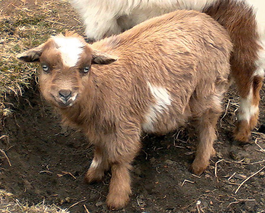 Apologise, Midget with goat Suggest you Midget with goat