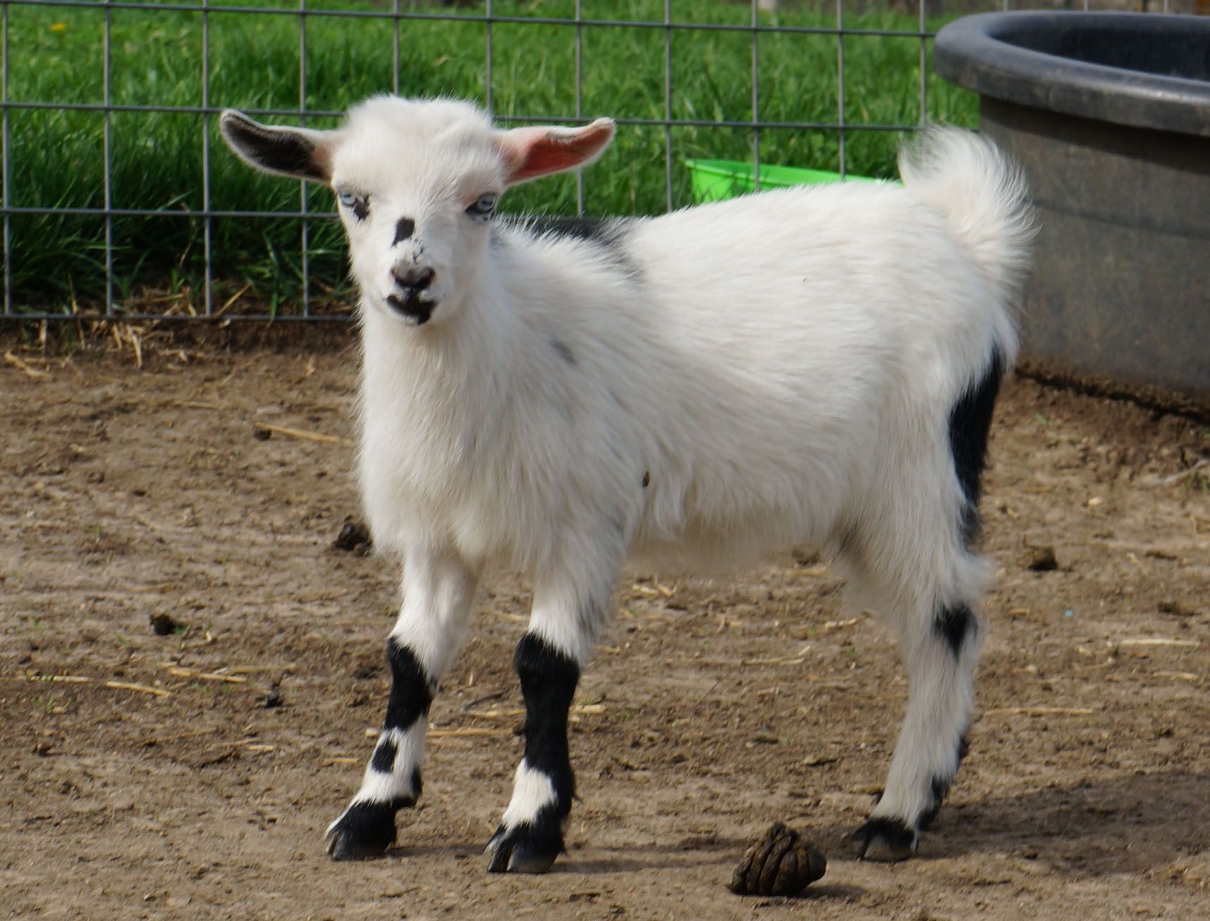 nigerian-dwarf-goats-for-sale-in-missouri-from-dreamer-s-farm