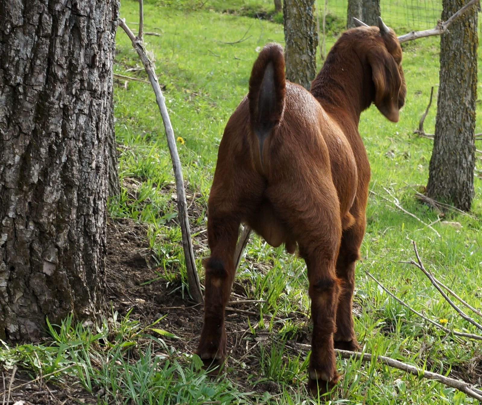 Boer Goats For Sale in Missouri from Dreamer's Farm
