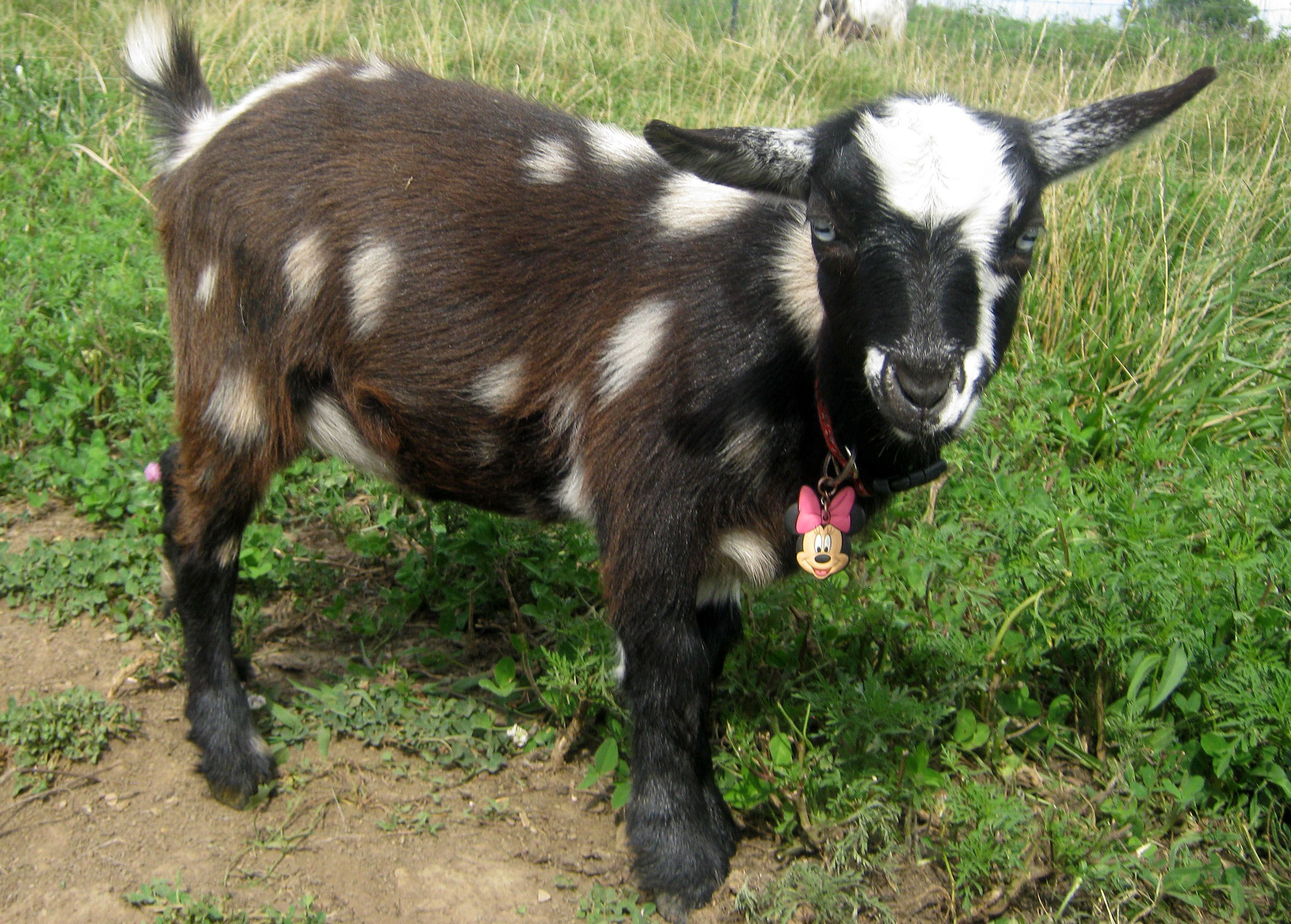 Registered Nigerian Dwarf Goats Does