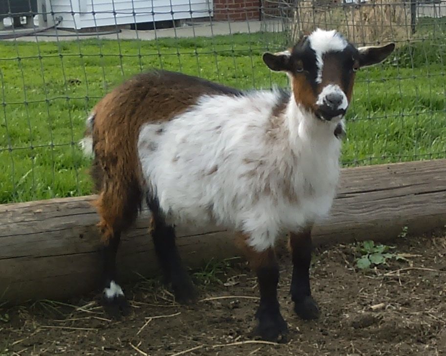 Midget with goat what shall Midget with goat
