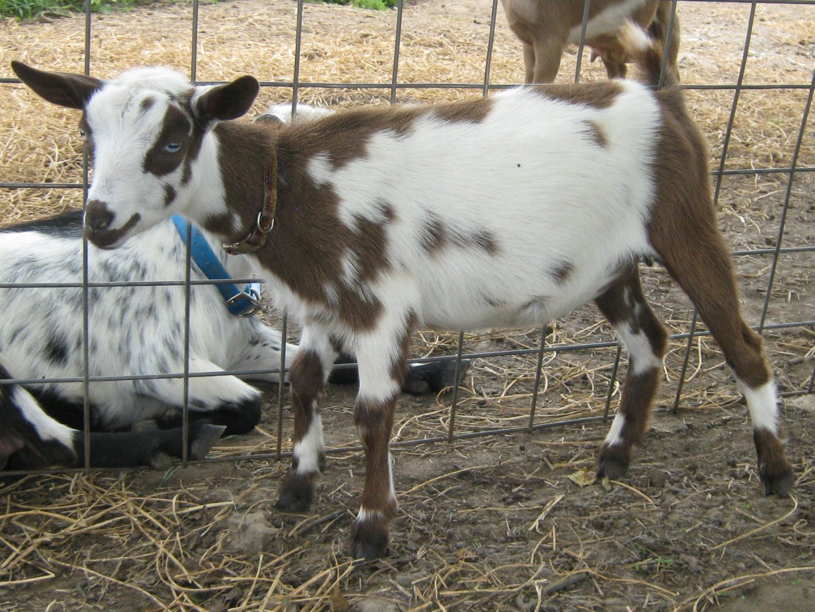Dating For Goats Farmer s Wife and Mummy