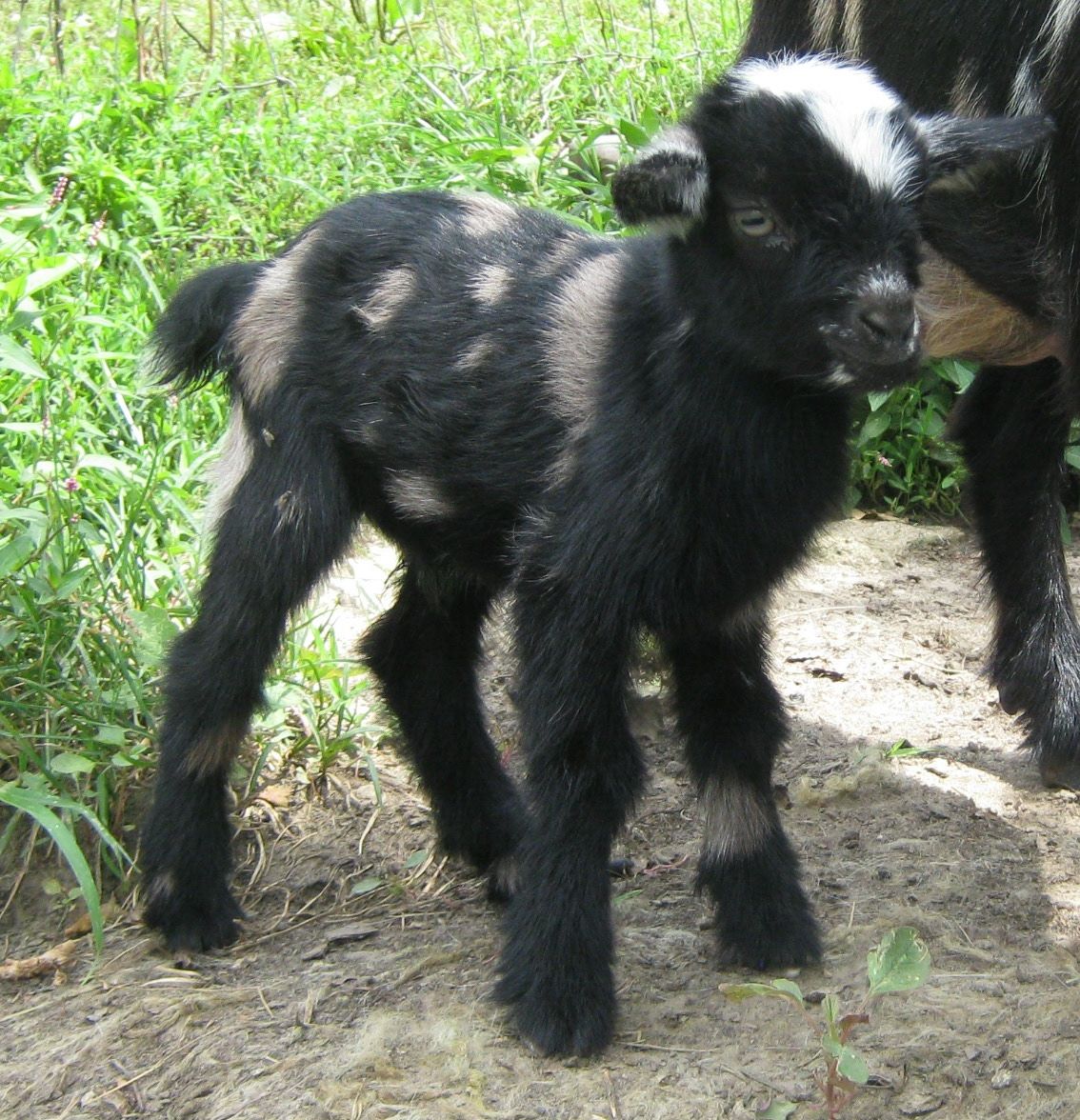 nigerian-dwarf-goats-for-sale-in-missouri-from-dreamer-s-farm