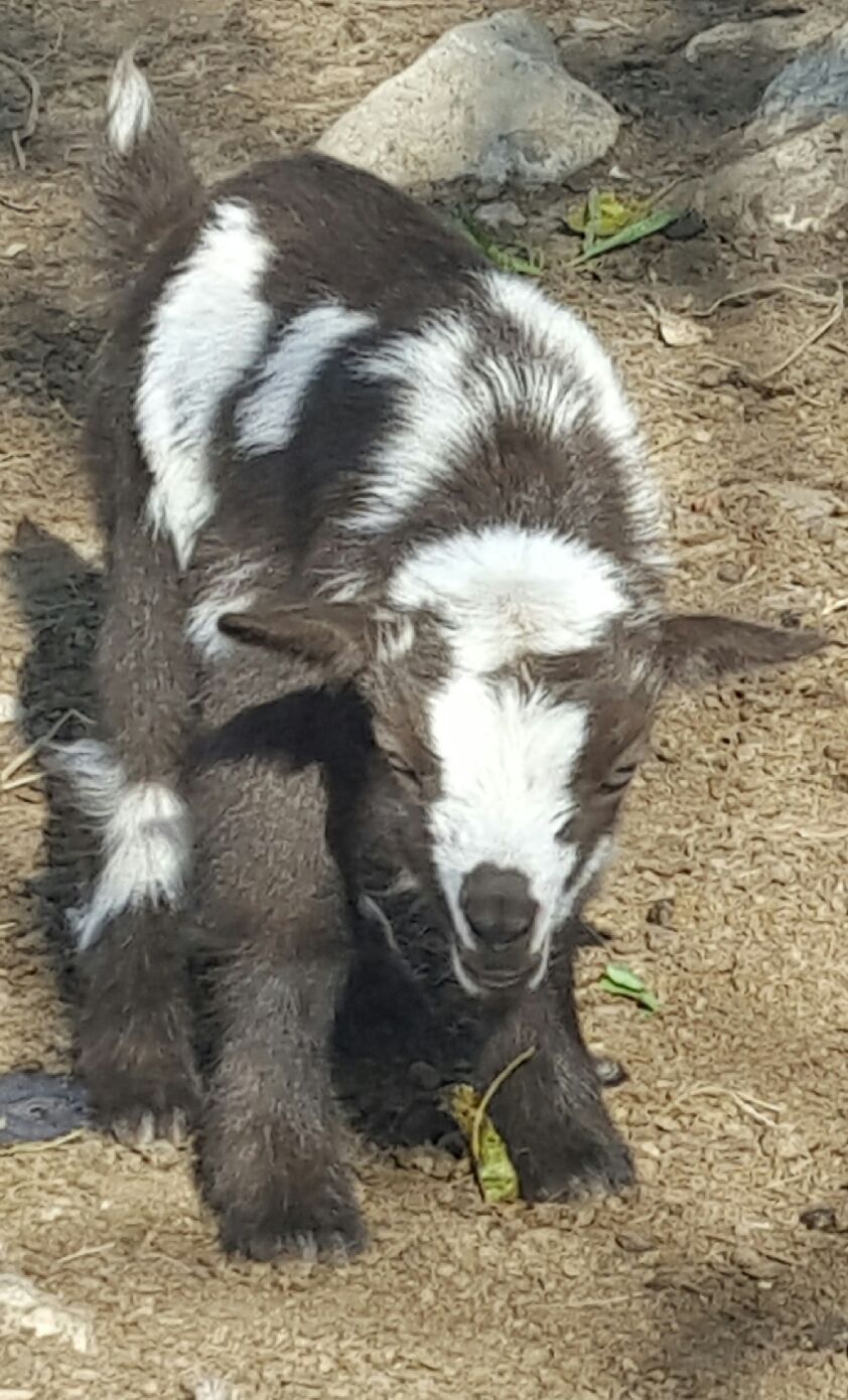 Nigerian Dwarf Goats For Sale in Missouri from Dreamer's Farm