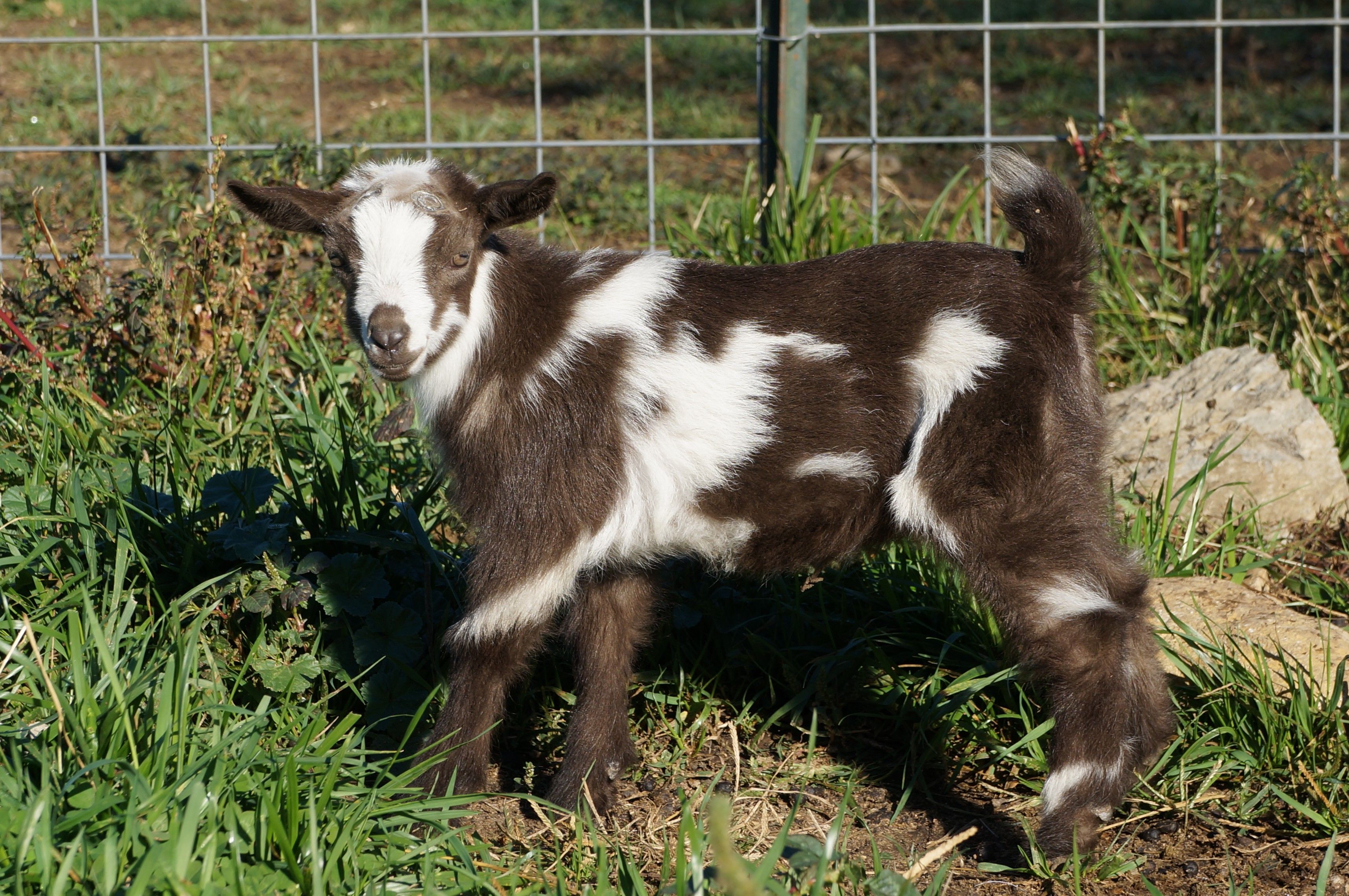 Individual Record at Dreamer's Farm