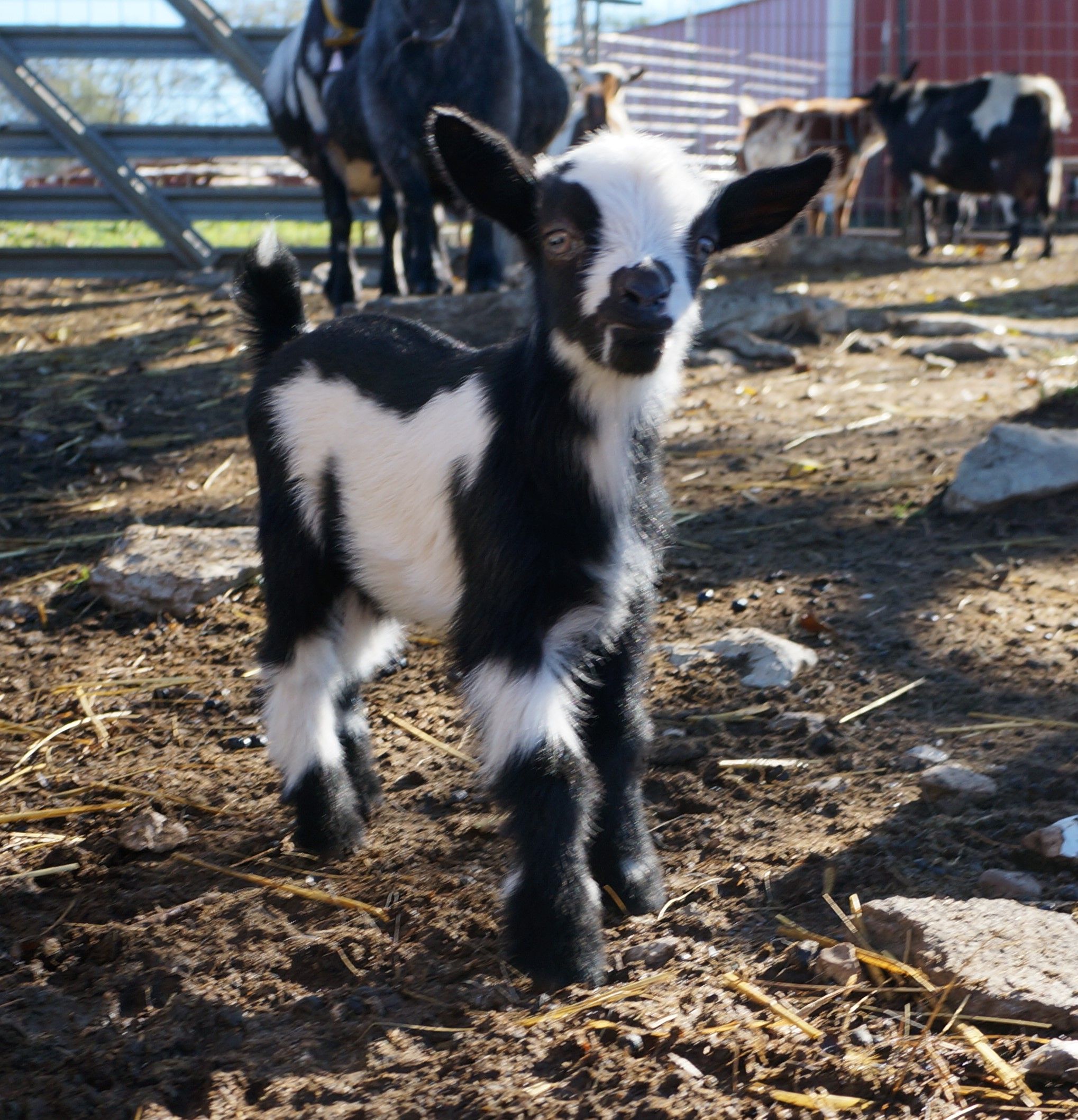 Pygmy Goats For Sale Texas 72 - bgvs8mf