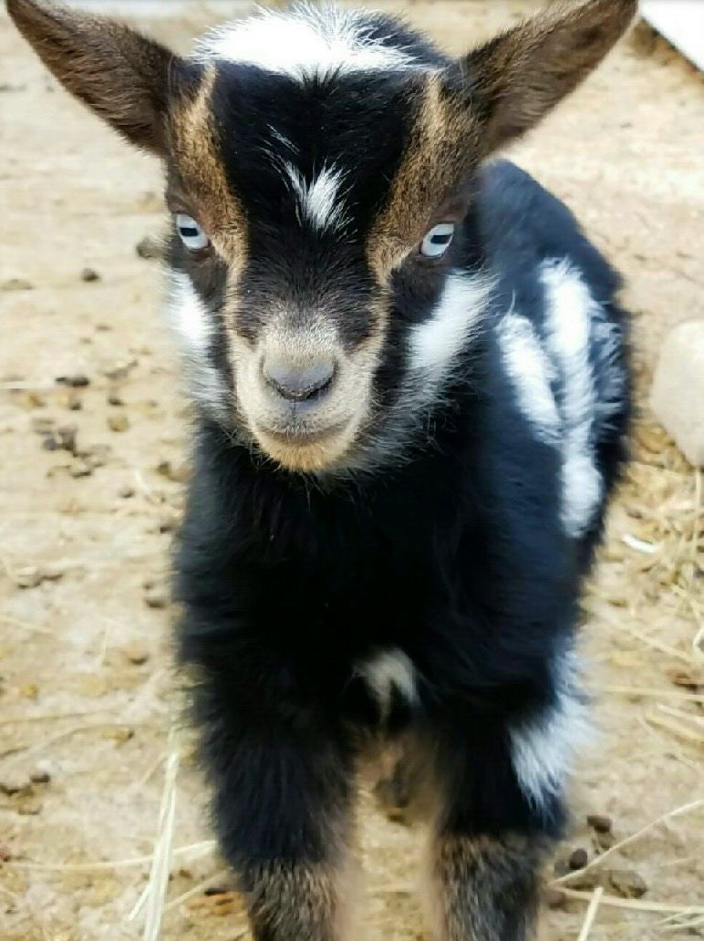 Registered Nigerian Dwarf Goats Does