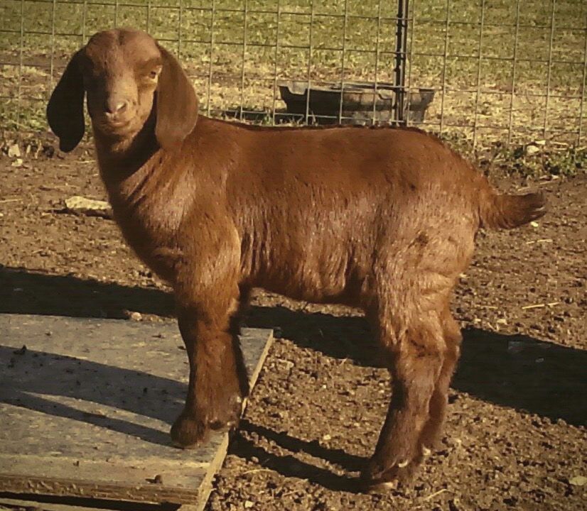 Boer Goats For Sale in Missouri from Dreamer's Farm