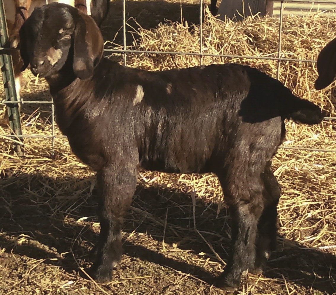 Boer Goats For Sale in Missouri from Dreamer's Farm