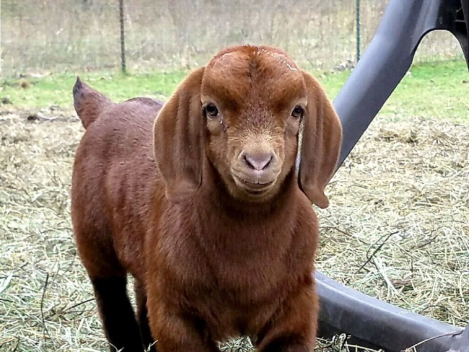 Boer Goats For Sale in Missouri from Dreamer's Farm