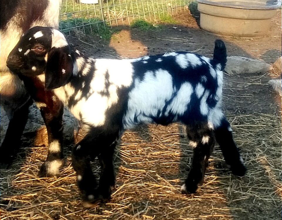 Boer Goats For Sale in Missouri