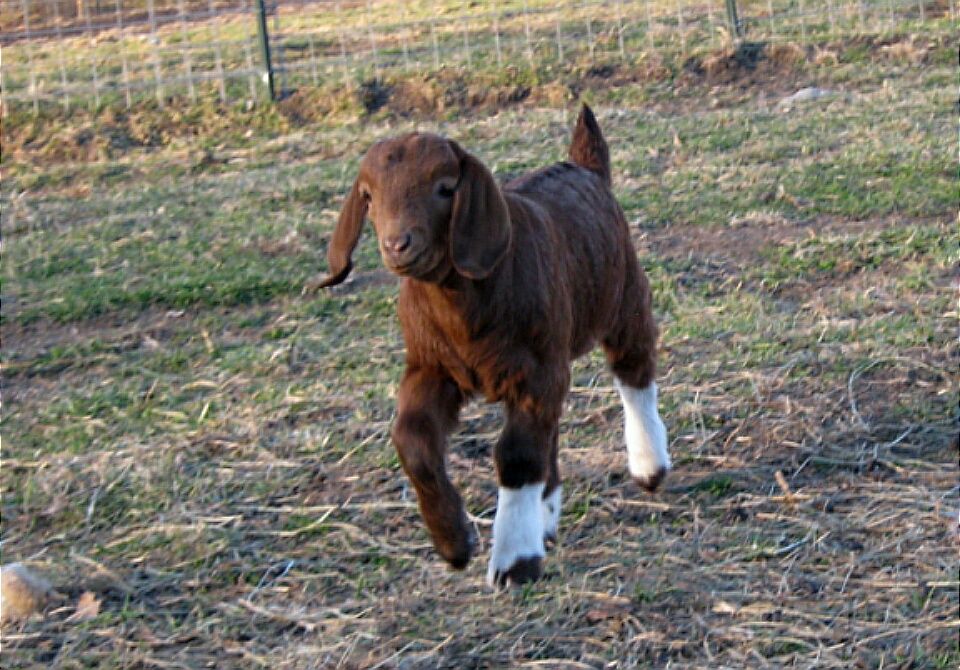 Boer Goats For Sale in Missouri from Dreamer's Farm