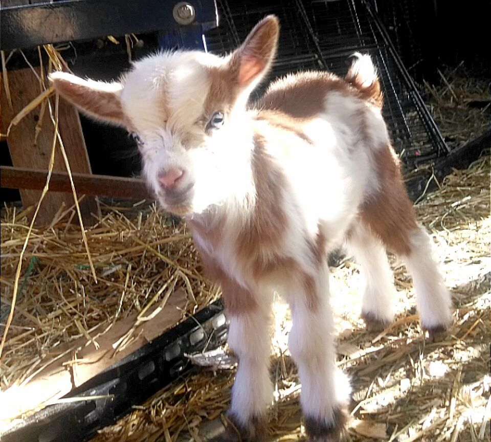 goat barely orange