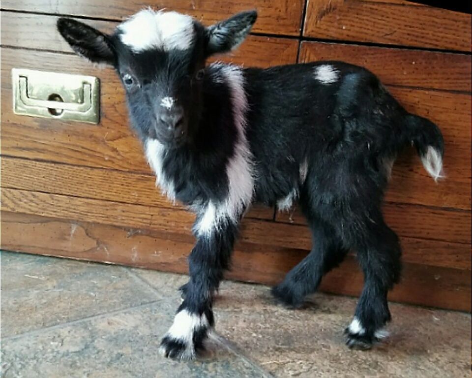Nigerian Dwarf Goats For Sale in Missouri from Dreamer's Farm