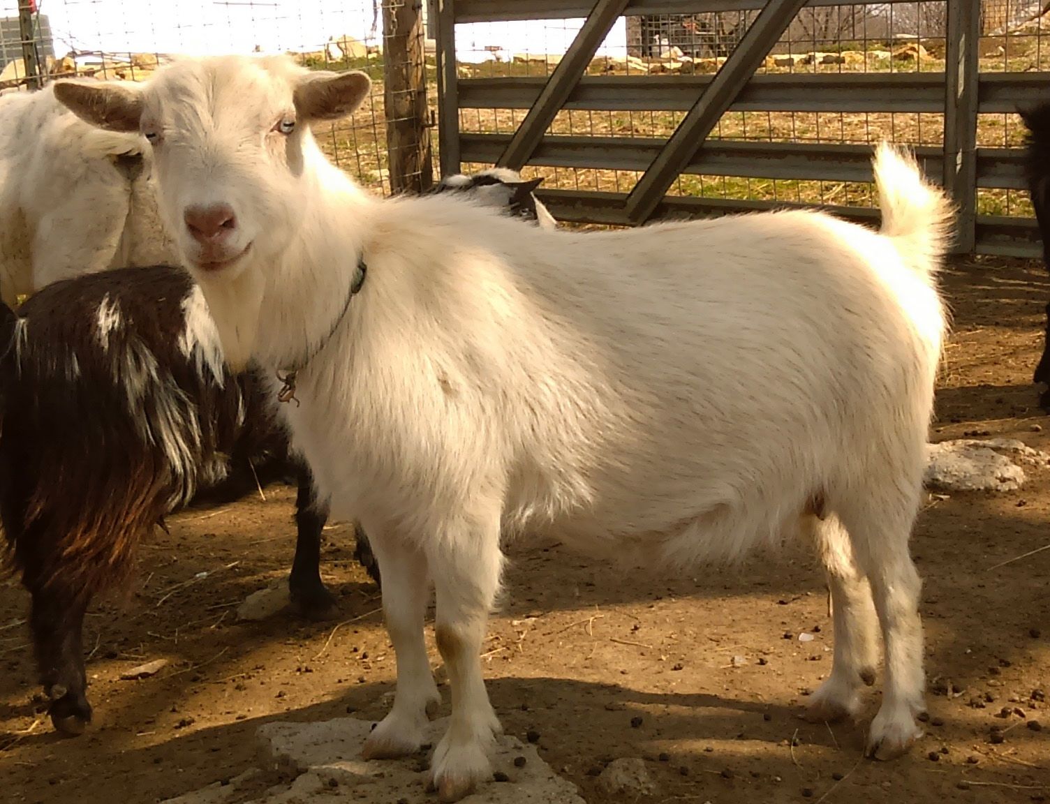 Registered Nigerian Dwarf Goats - Does1504 x 1152