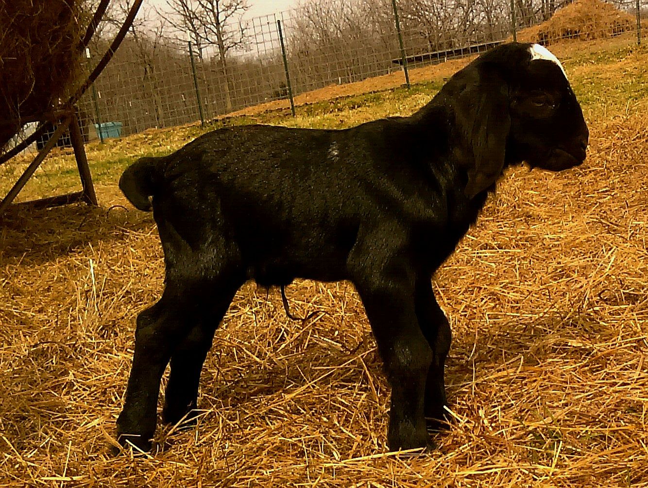Boer Goats For Sale in Missouri from Dreamer's Farm