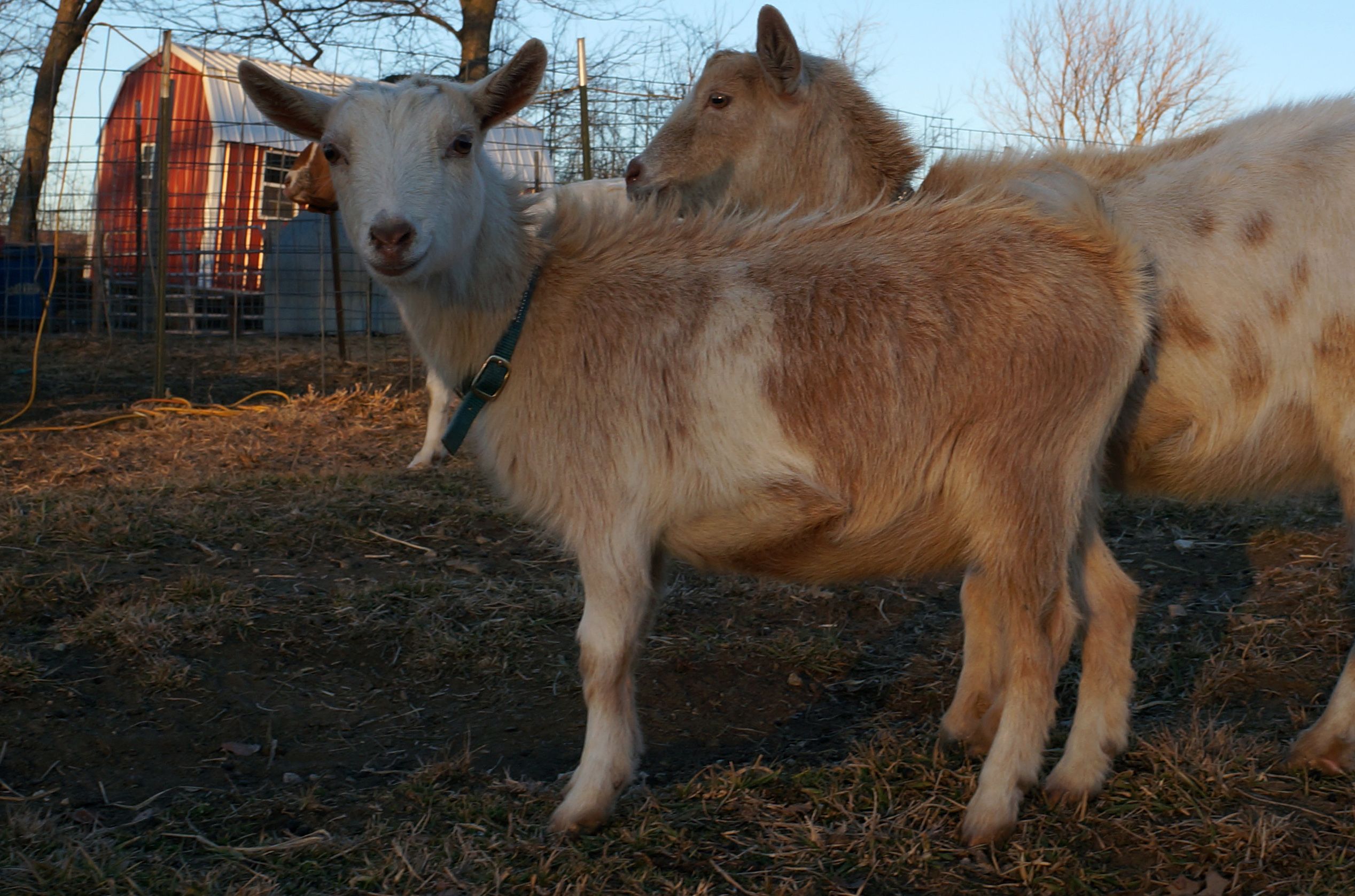 goat barely orange
