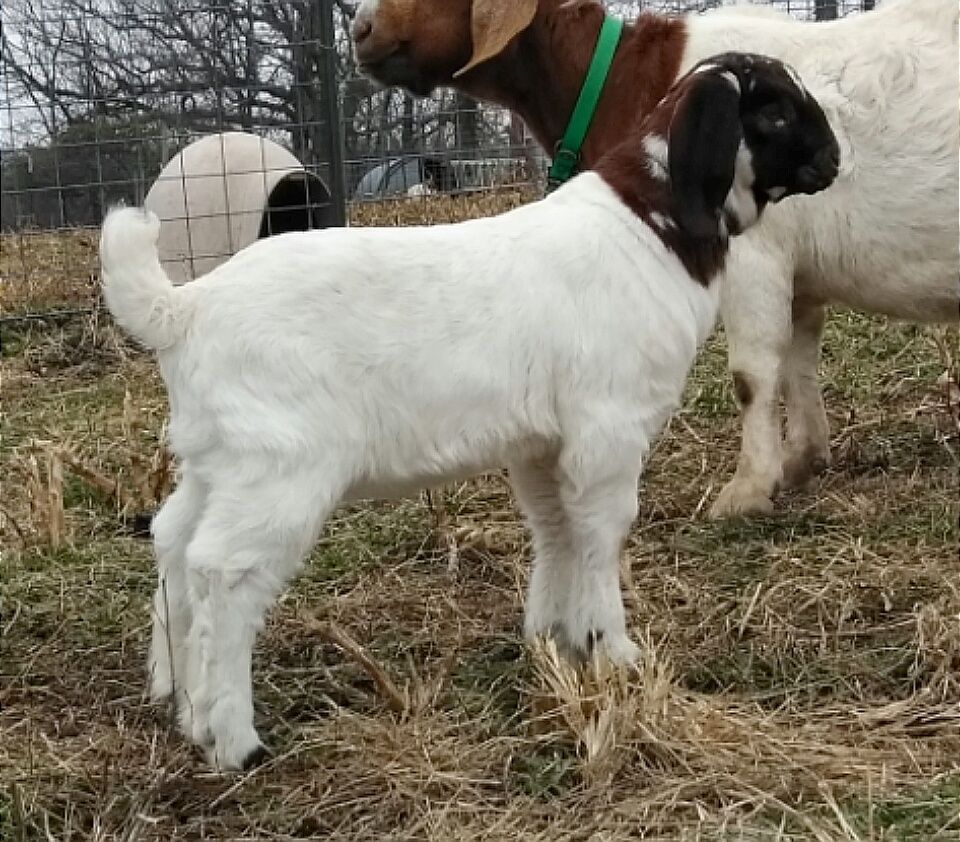 Boer Goats For Sale in Missouri from Dreamer�s Farm