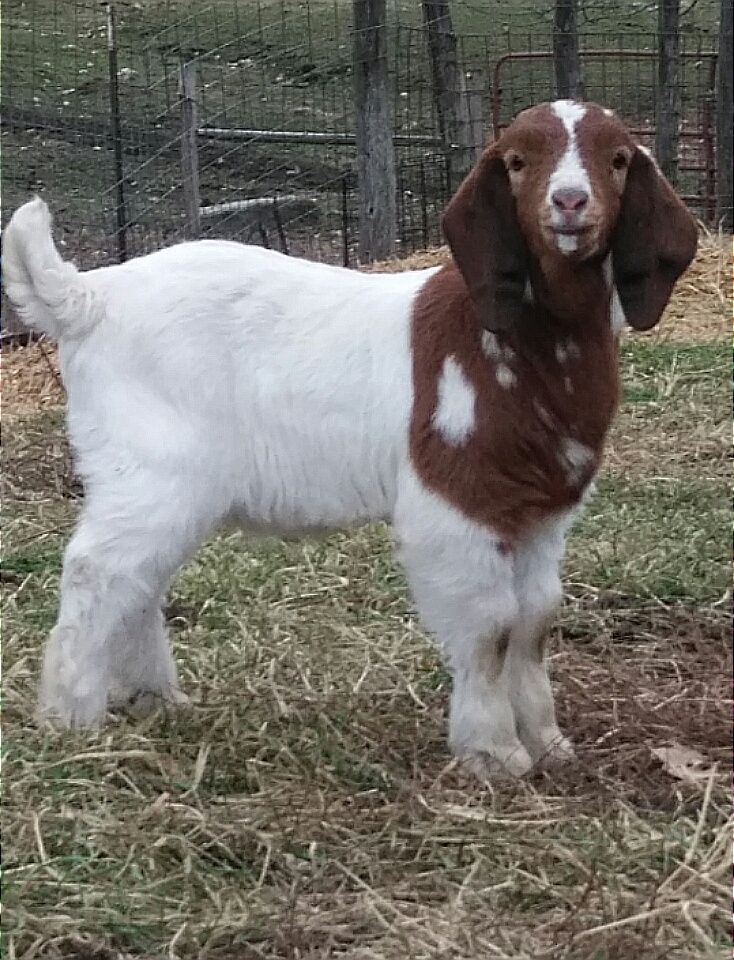 Boer Goats For Sale in Missouri from Dreamer's Farm