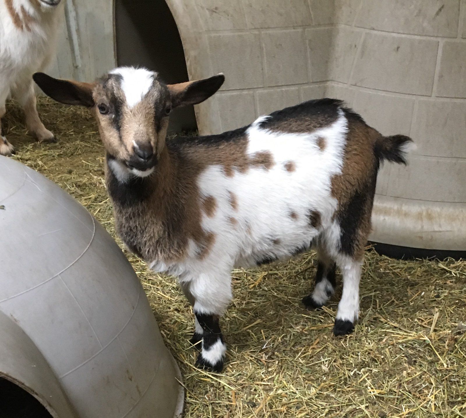 Nigerian Dwarf Goats For Sale in Missouri from Dreamer's Farm