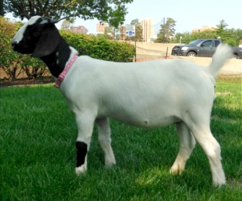 South African Boer Goat Does Boer Goats