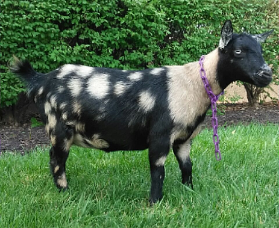 Download Nigerian Dwarf Goats Images