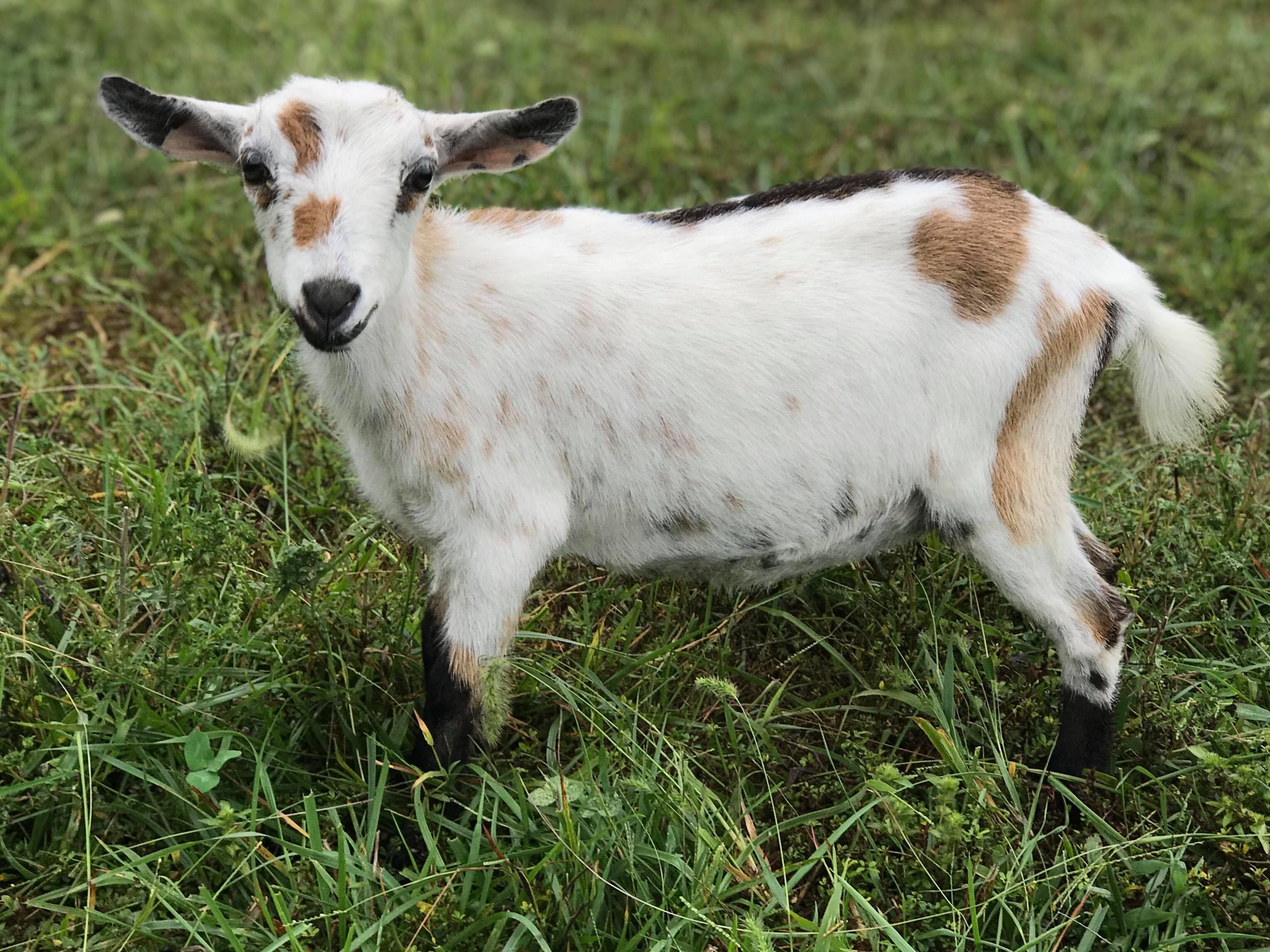 Registered Nigerian Dwarf Goats Does
