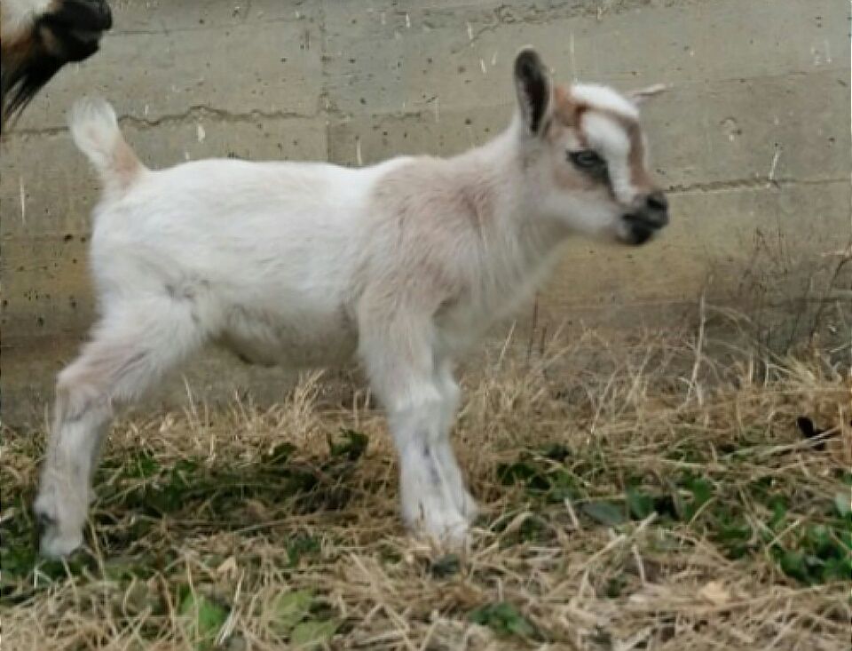 Nigerian Dwarf Goats For Sale in Missouri from Dreamer's Farm
