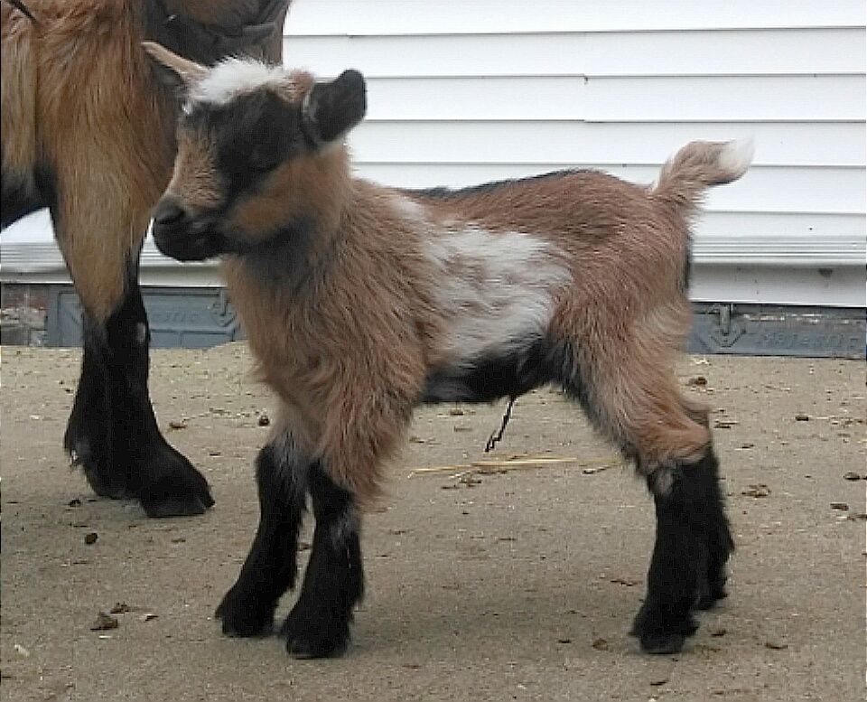 Nigerian Dwarf Goats For Sale in Missouri from Dreamer's Farm