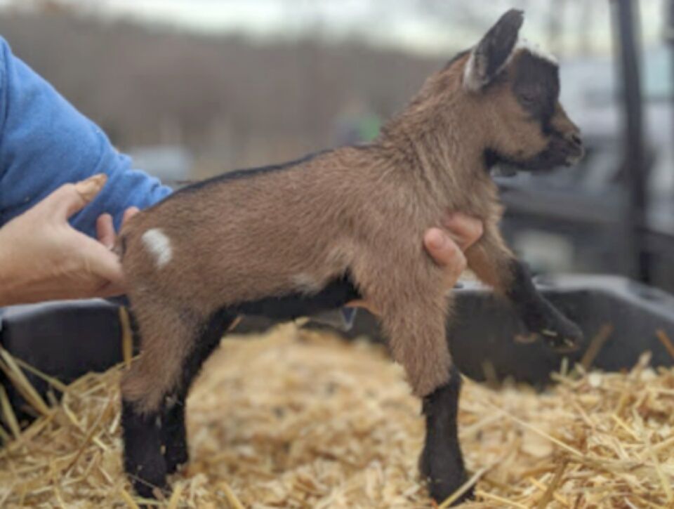 Nigerian Dwarf Goats For Sale in Missouri from Dreamer's Farm