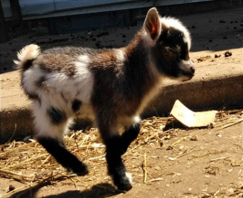 Individual Record at Dreamer's Farm