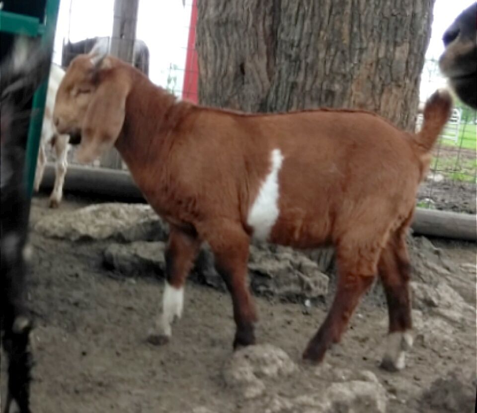 Boer Goats For Sale in Missouri from Dreamer's Farm