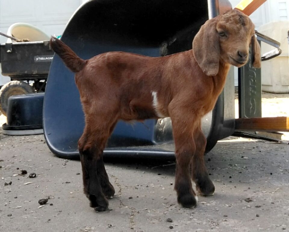Boer Goats For Sale in Missouri from Dreamer's Farm