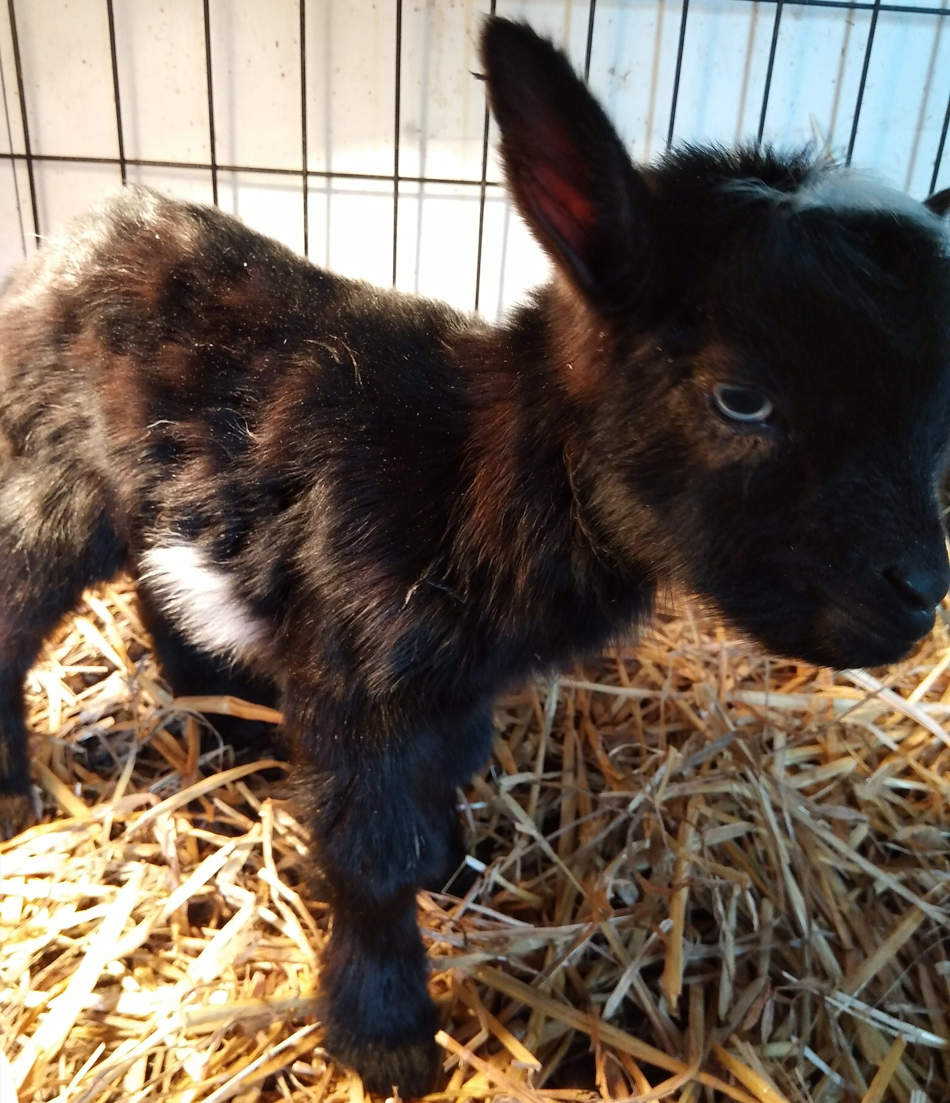 Nigerian Dwarf Goats For Sale in Missouri from Dreamer's Farm