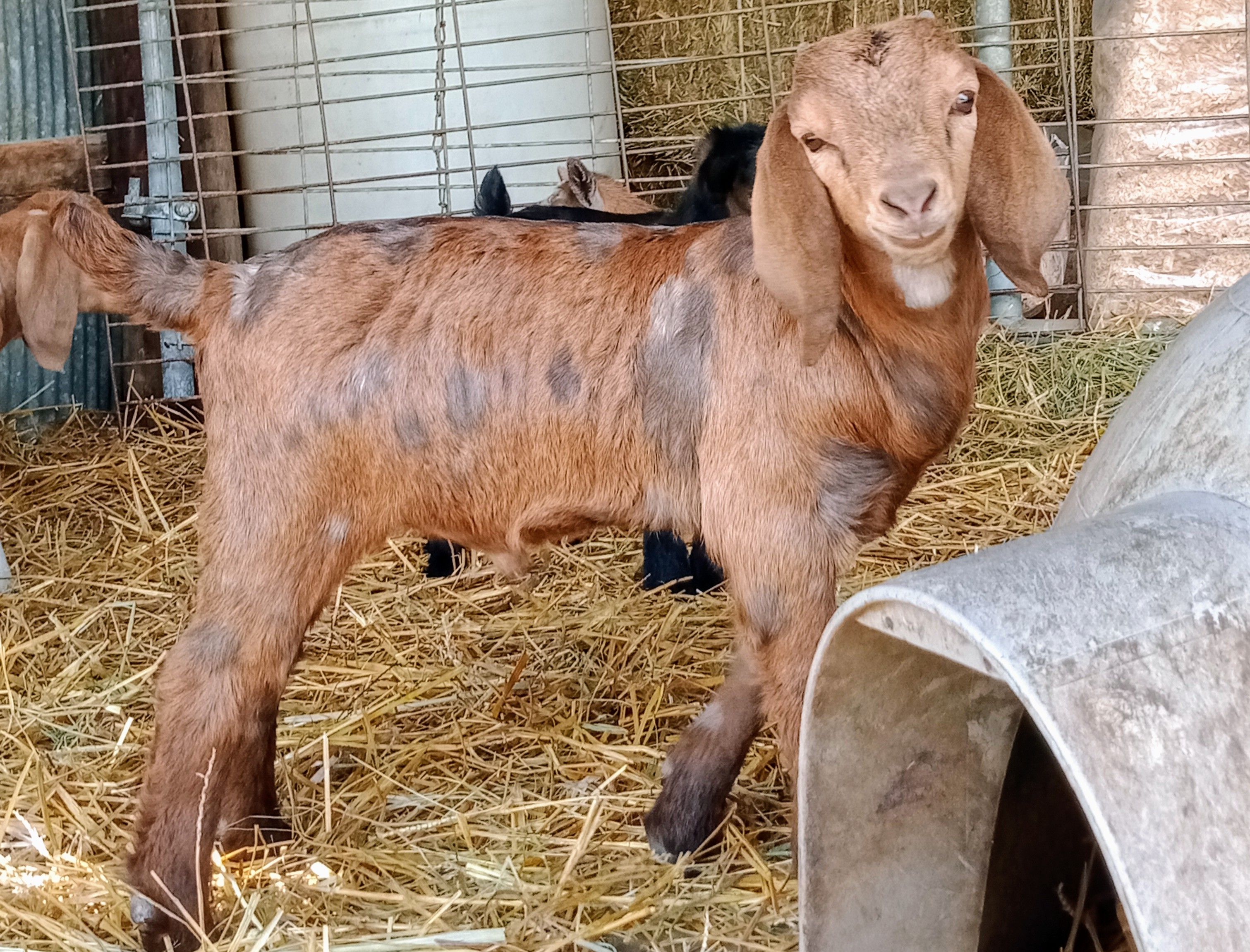 Boer Goats For Sale in Missouri from Dreamer's Farm